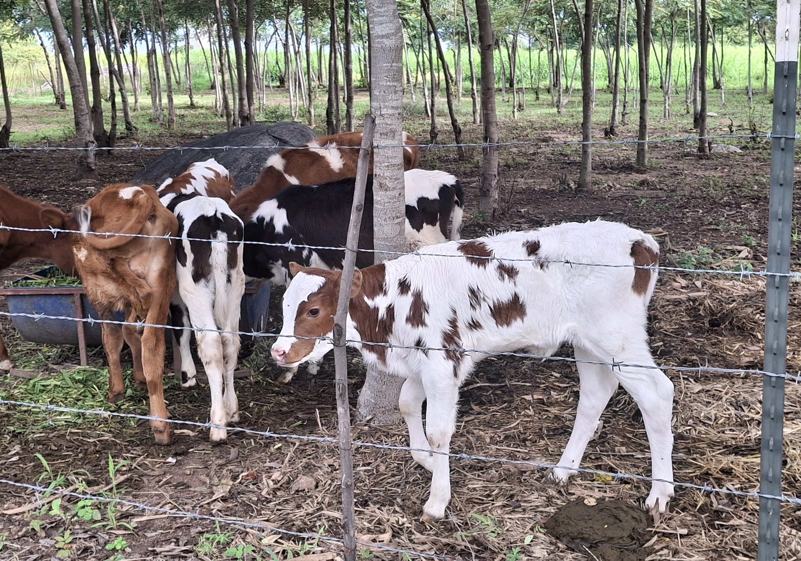 Calf