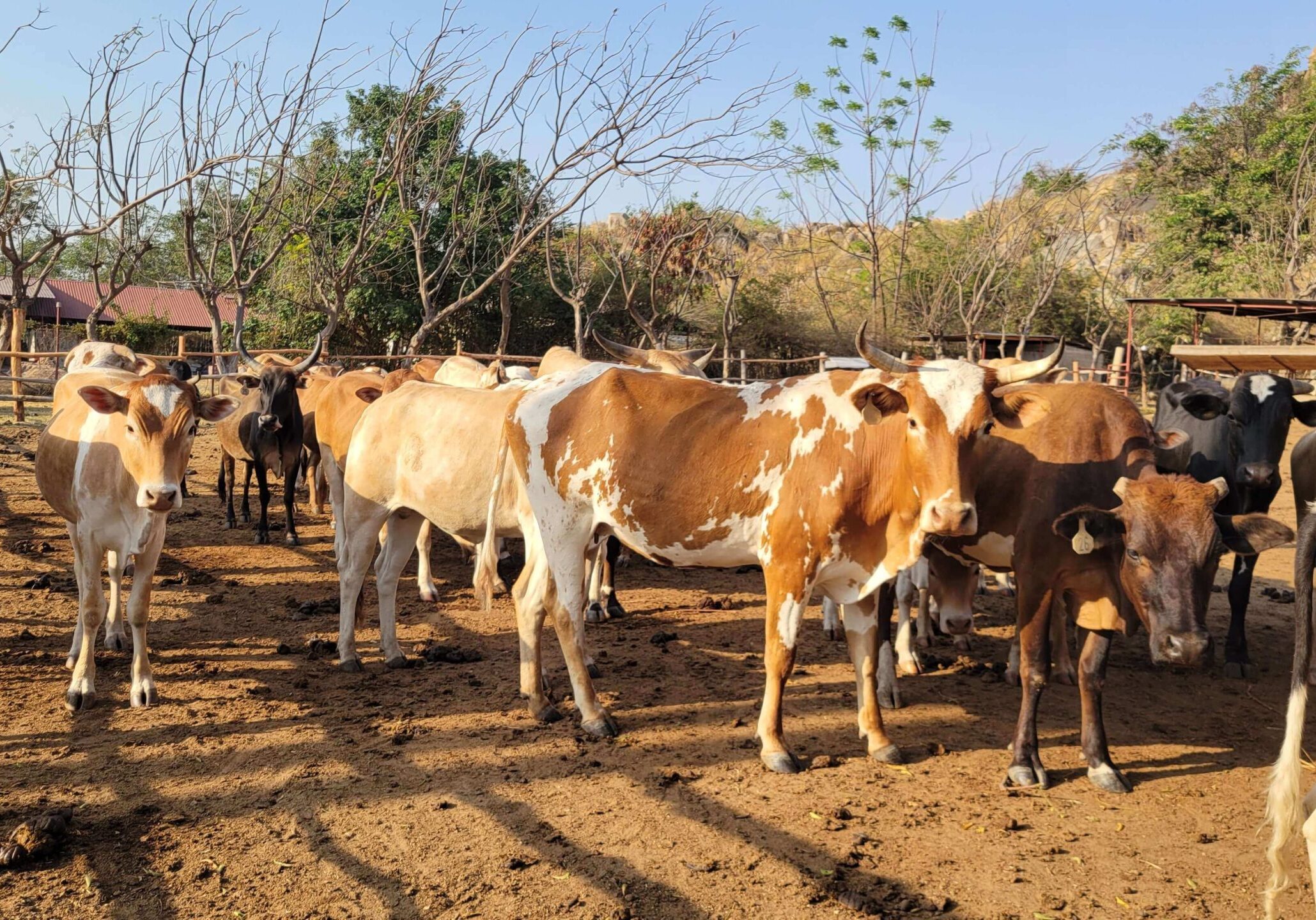 Cows